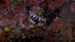 0402_Thorny Oyster closing on coral reef