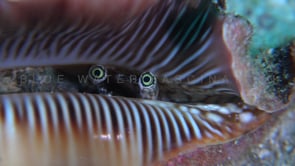 0597_Lambis snail eyes close up