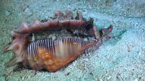 0598_Lambis shell turning around