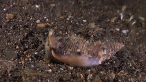 0599_Cone shell walking over dark sand