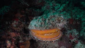 0612_Orange thorny oyster close up