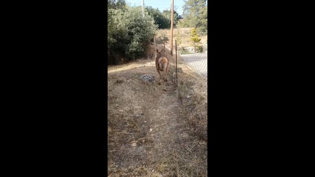 Χασιά Αττικής: Έσωσαν ελάφι που κινδύνευε να πεθάνει στη γέννα λόγω δυστοκίας 25-5-2025