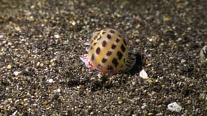 0615_Moon shell at night