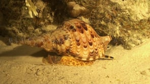 0721_Triton trumpet snail gliding over sand