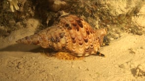0722_Triton trumpet shell moving over sand