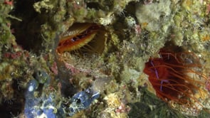 0785_Two flaming file shells on wall