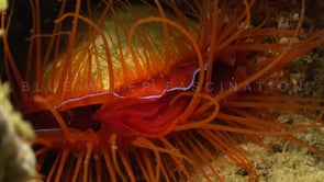 0786_Big flame file shell super close up