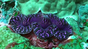0867_Pink giant clam close up on coral reef