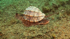 0952_Brown Harpa snail crawling over sand