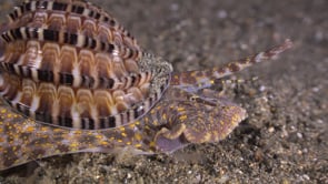 1155_Harpa shell super close up