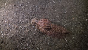 1157_Harpa snail filmed from top
