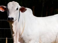 Lote 46