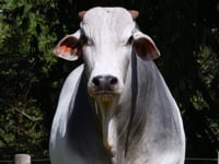 Lote 62