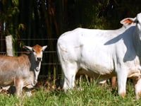 Lote 65