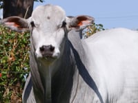 Lote 06