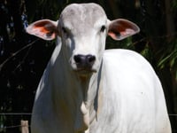 Lote 35