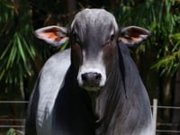 Lote 61