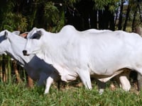 Lote 69