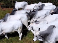 Geral Touros Boticão