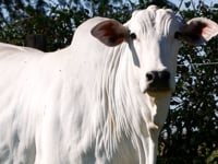 Lote 73