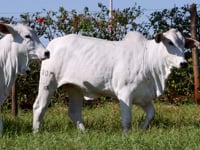 Lote 74