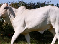 Lote 75