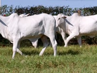 Lote 76