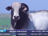 Lote 70