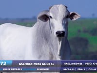 Lote 72