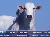 Lote 73