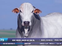 Lote 75