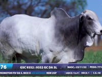 Lote 76