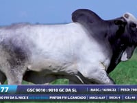 Lote 77