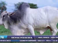 Lote 78