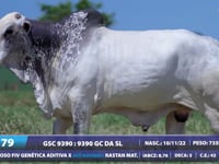 Lote 79