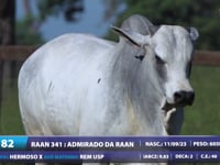 Lote 82
