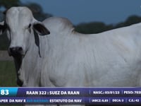 Lote 83