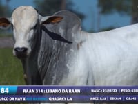 Lote 84