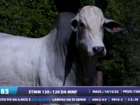 Lote 85