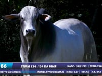 Lote 86