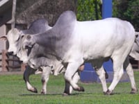 Geral Touros Fazenda Água Tirada