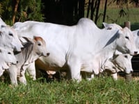 Geral Vacas BMT