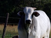 Lote 33