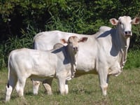 Lote 64