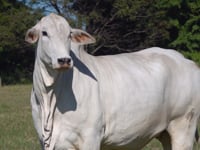 Lote 68