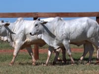 Lote 157