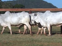 Lote 158