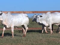 Lote 159