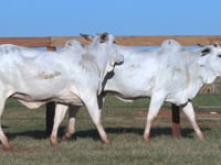 Lote 160