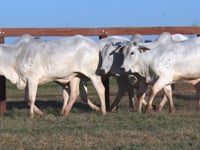 Lote 161